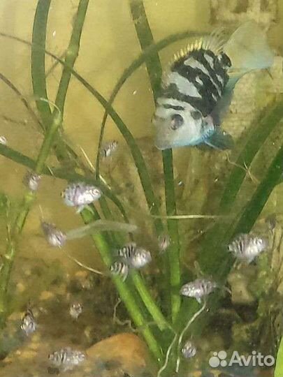 Сапфировый попугай, Гуппи. Парусная моллинезия