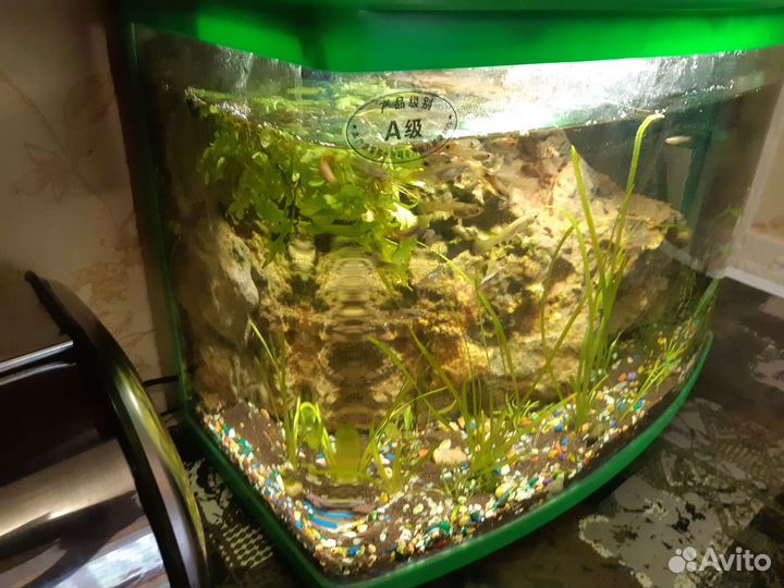Аквариум с рыбками