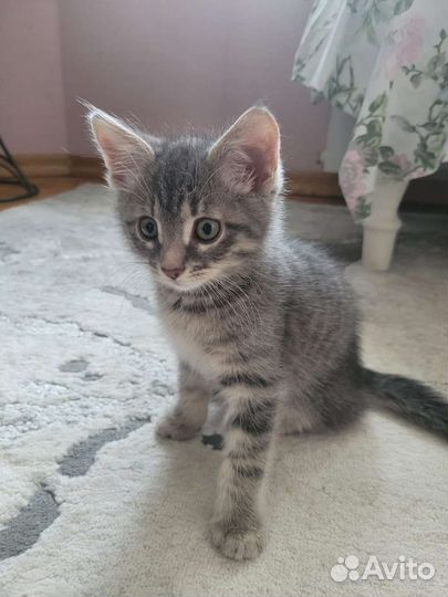 Котенок 2 месяца