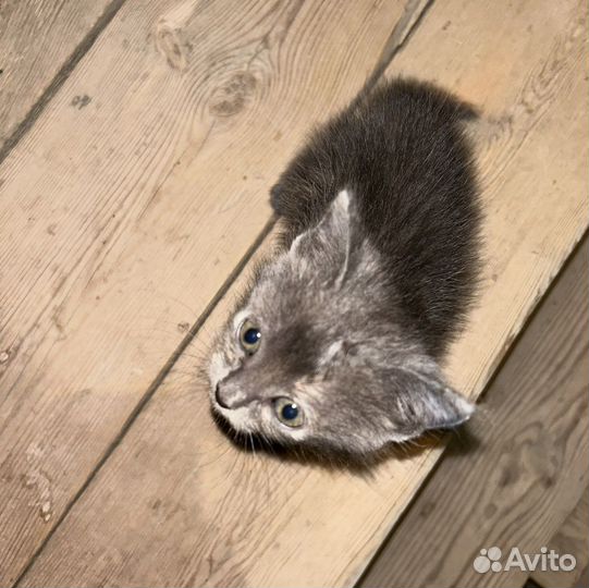 Кошечка в добрые руки