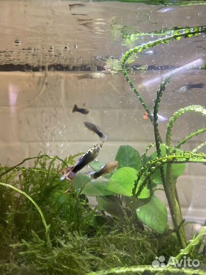 Аквариум с рыбками
