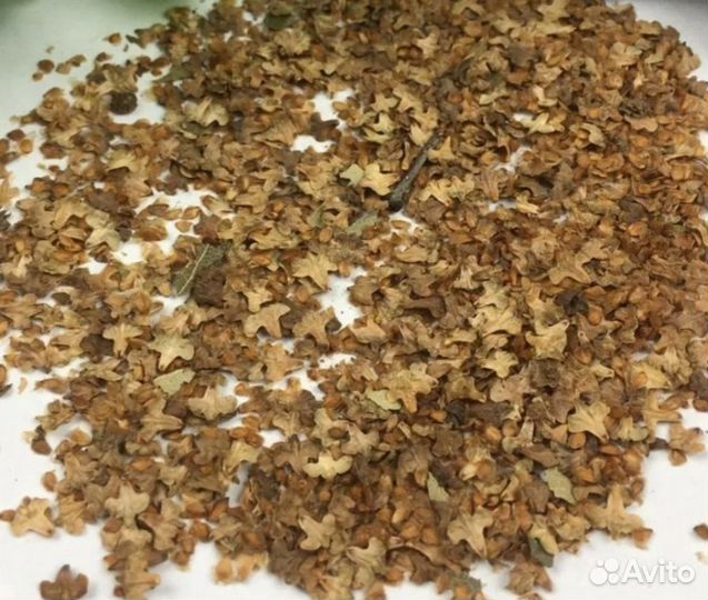 Семена березы