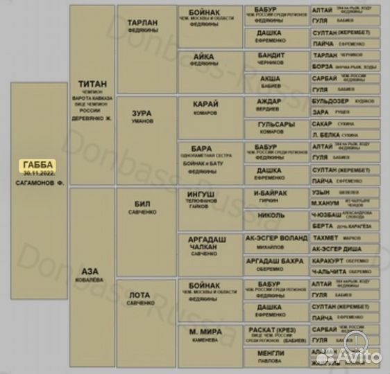 Среднеазиатская овчарка вязка