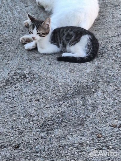 Кошка в дар бесплатно