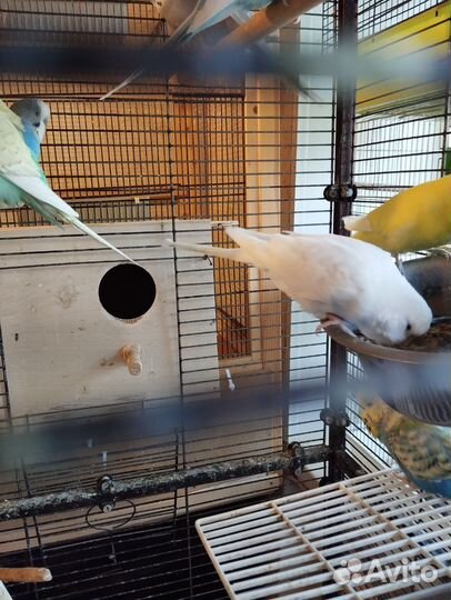 Волнистый попугай ввп чех