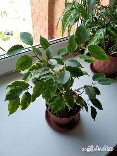 Комнатные растения (фикусы Бенджамина, сингониум)