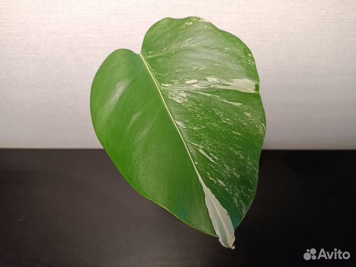 Монстера альба