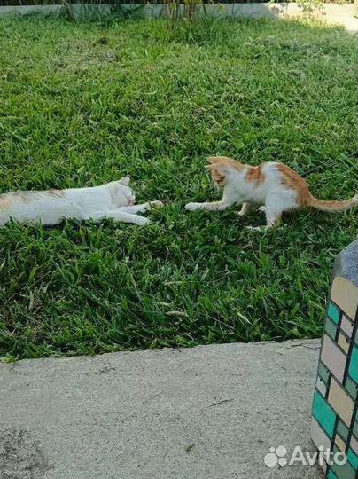 Кот в дар бесплатно