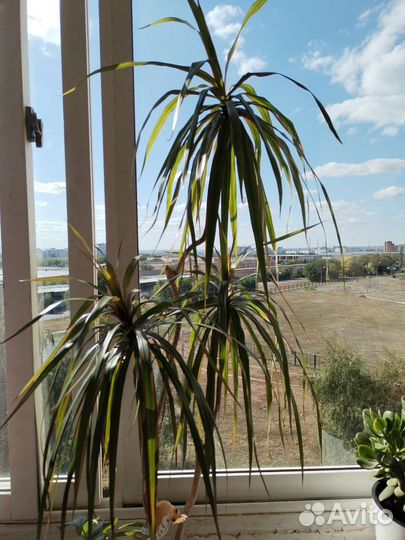 Пальма драцена