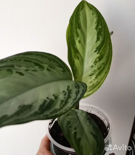 Аглаонема сильвер бей