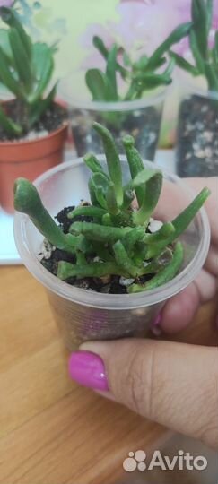 Красула хоббит детки