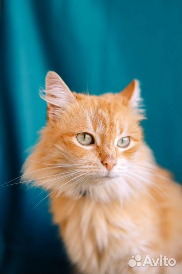 Грациозная, пушистая, рыжая, красивая кошка в дар