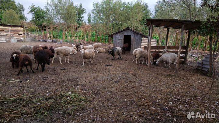 Овцы бараны ягнята
