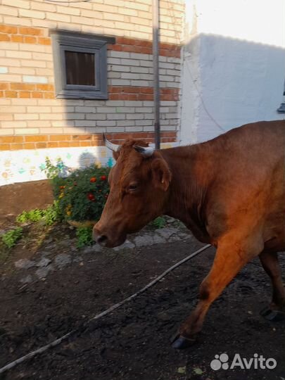 Корова дойная