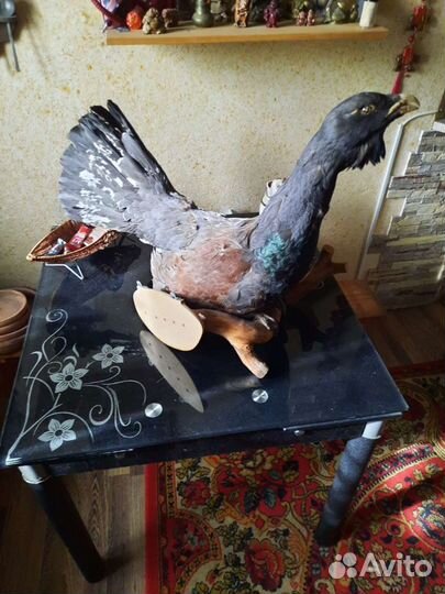 Чучело глухаря