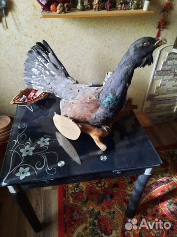 Чучело глухаря