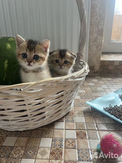 Котята золотая шиншилла