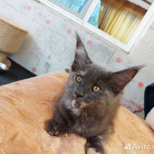 Котята мейн-кун