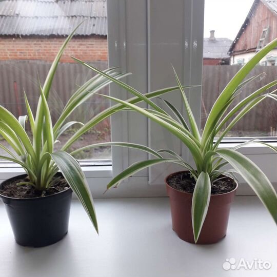 Хлорофитум лаксум