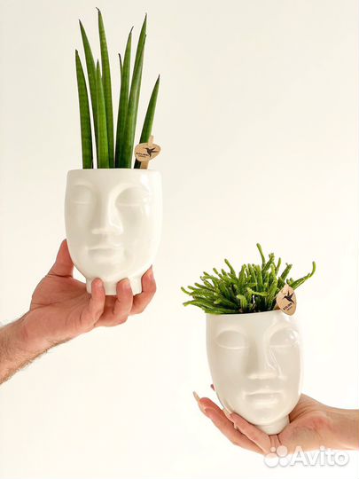 Растения в подарочном керамическом кашпо Лицо
