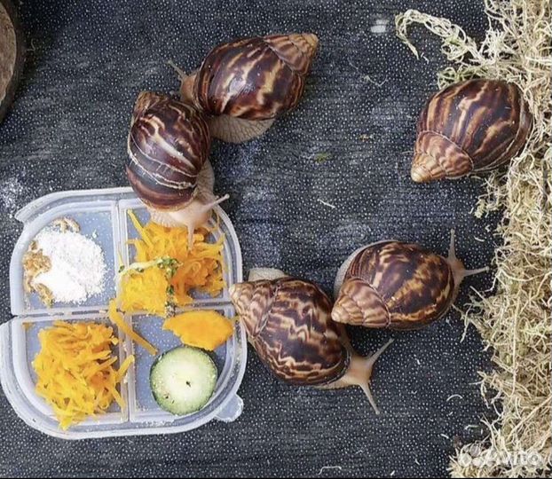 Кальций для улиток ахатин