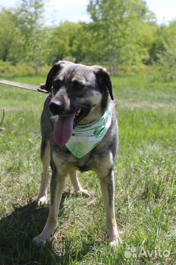 Собака в добрые руки, Ярик