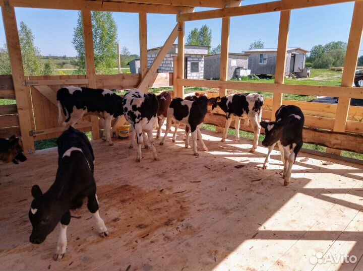 Телята живым весом / на откорм