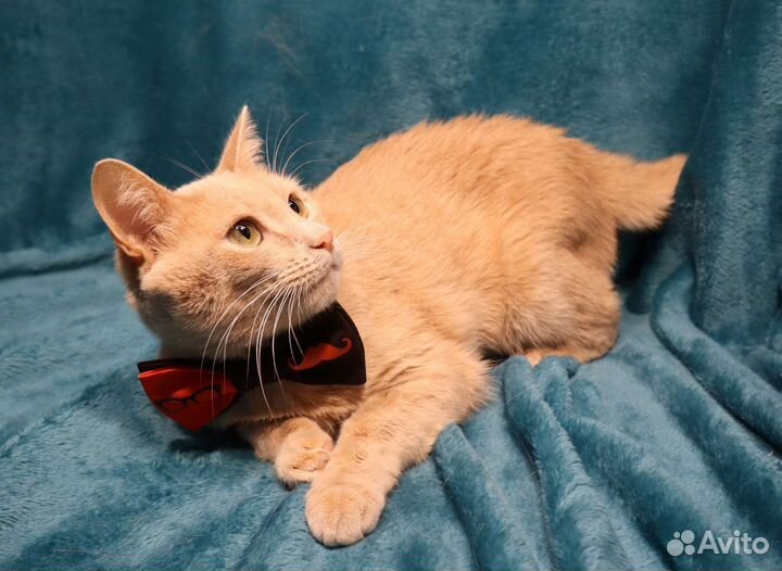 Красавец Ричи, хоть и скромняга