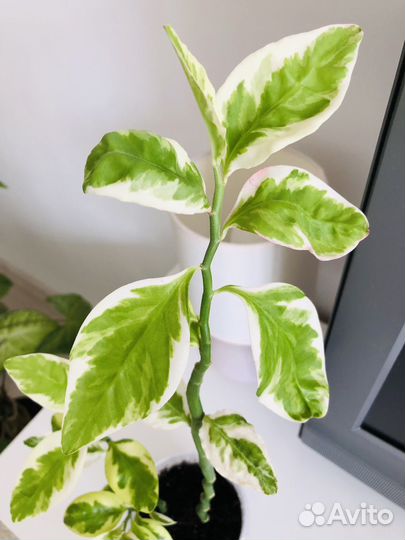 Педилантус вариегатный 50 см