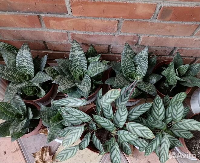 Комнатные цветы