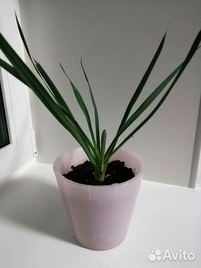 Домашние растения