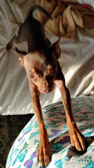 Той-терьер/собака/вязка