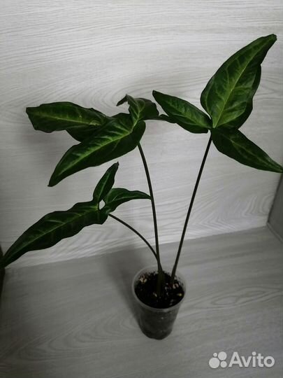 Сингониум ангустатум