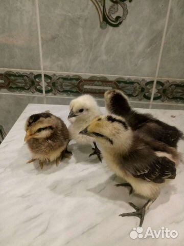 Инкубационное яйцо породных кур, цыплята суточные