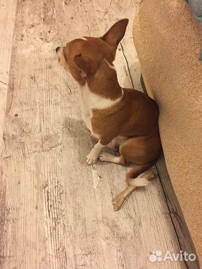 Ищем девочку для случки