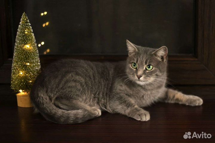 Прекрасные кошечки ищут семью