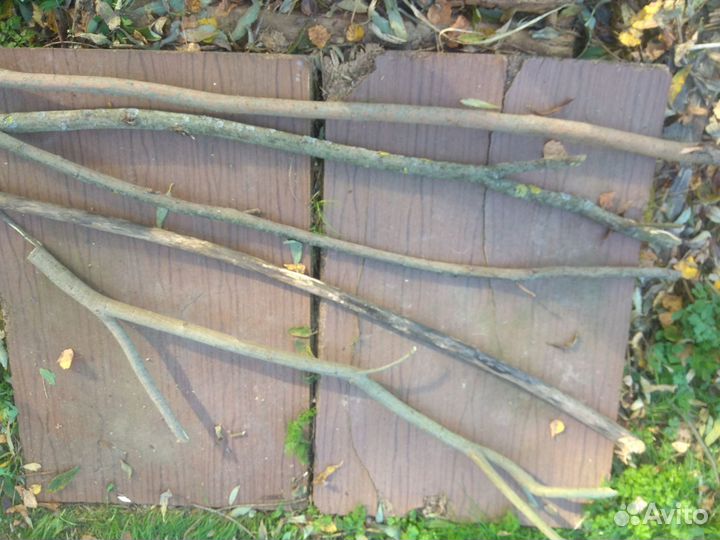 Декоративные ветки