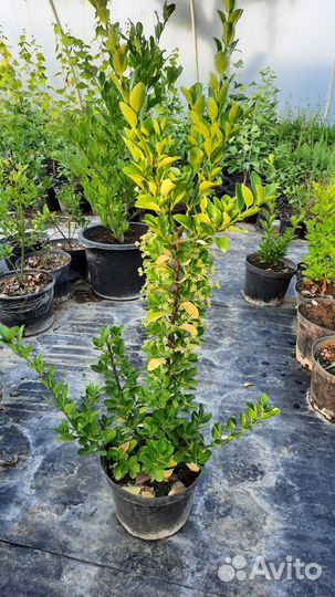 Бересклет японский