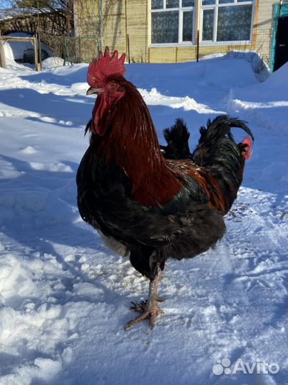 Инкубационное яйцо маран