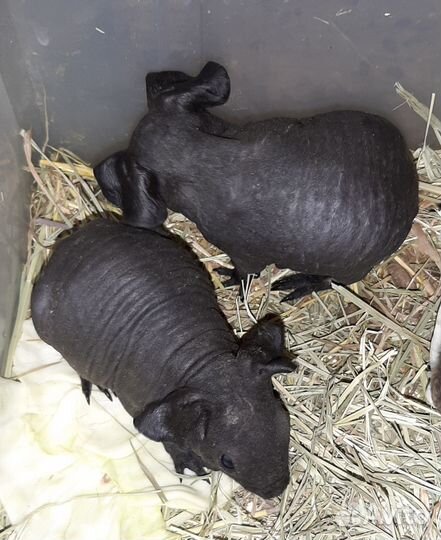 Морская свинка порода Скинни