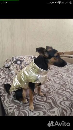 Одежда для собак