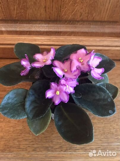 Фиалки сортовые. Пасынки химер