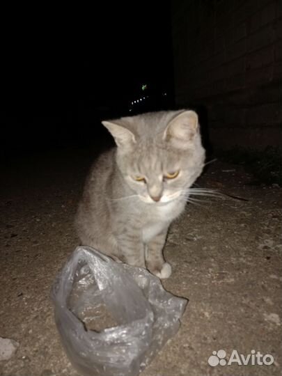 Кошка в дар