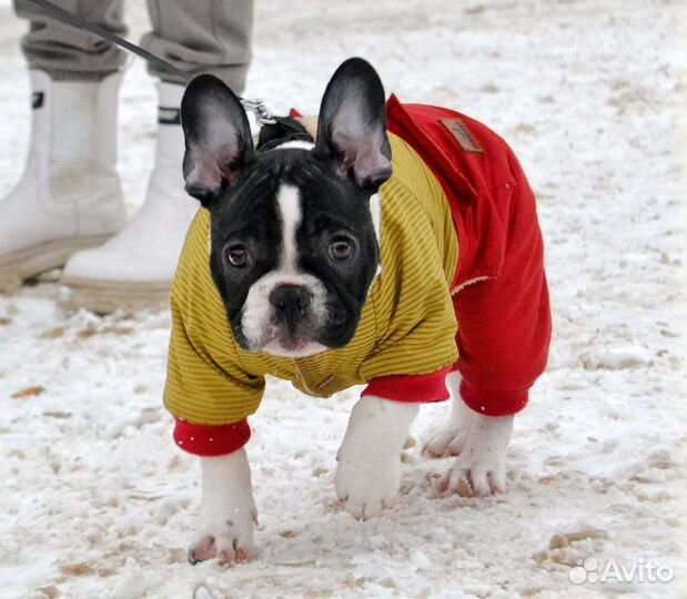 Продам собачий комбинезон