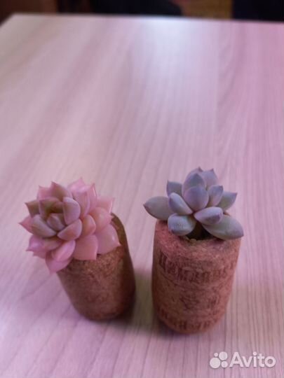 Суккулент сувенир - магнит