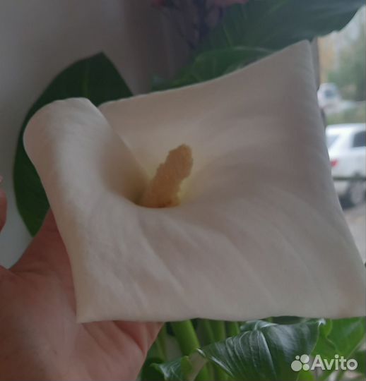 Калла эфиопская детки и гвоздика горшкавая