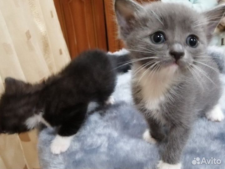 Котят отдам бесплатно