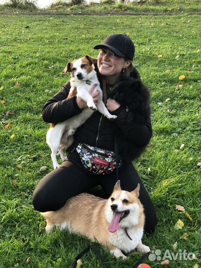 Услуги кинолога (система без наказаний)