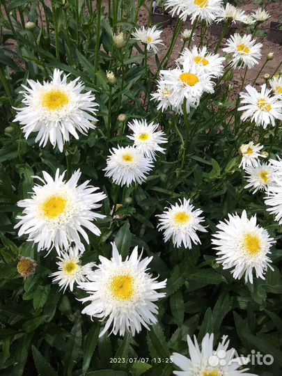 Ромашка многолетняя