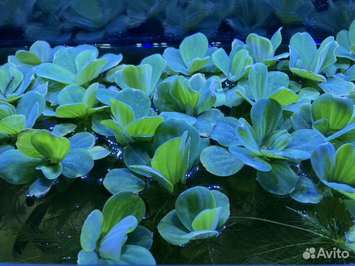 Растения для аквариума Пистия